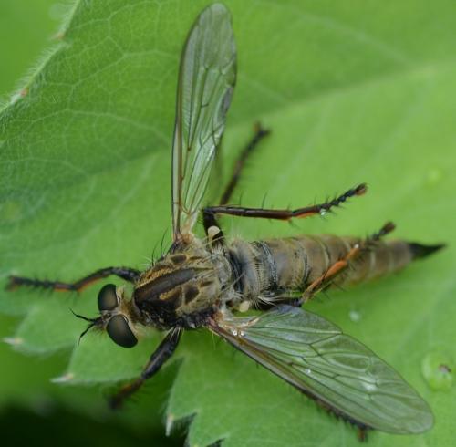 Eutolmus rufibarbis